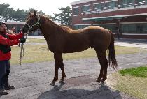 ���������� (FOREVER LEADER) ����