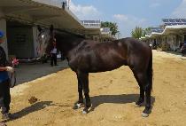 ��帮�� (QUADRIGA) ����