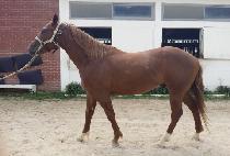 ��彺ī�� (GOLD SKY) ����