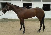 �Ƹ��� (ARWEN) ����