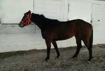 ����ƮŬ���� (BEST CLASS) ����