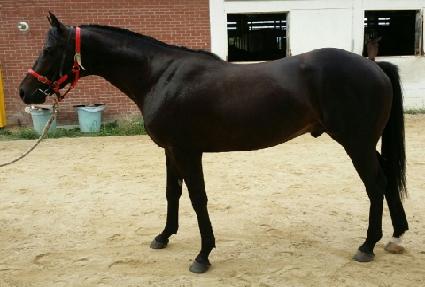 ������ ����