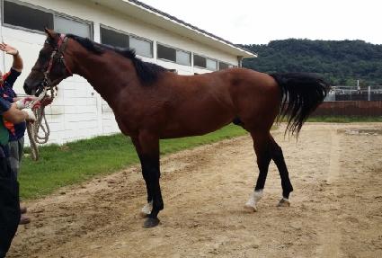 ���и��帲 ����