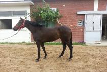 QUEEN WINNER picture