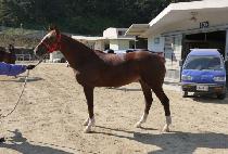 Ŭ�ι��帲 (CLOVER DREAM) ����