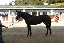 �������� (DANGCHAN YEOGEOL) ����