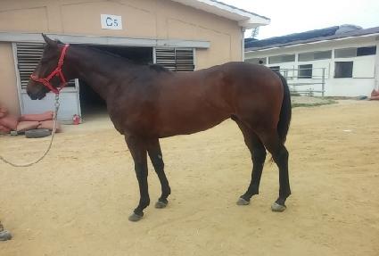 ����ŷ ����