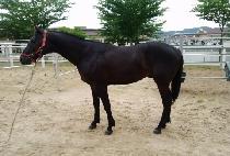 ���� (BIG ECHO) ����