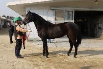 ��Ĺ (QUEEN CAT) ����