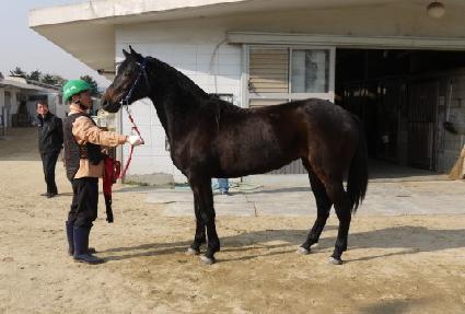 ��Ĺ ����