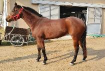 �ݵ彺Ÿ (COLD STAR) ����