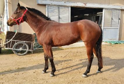 �ݵ彺Ÿ ����