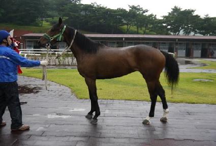 ���̷��� ����