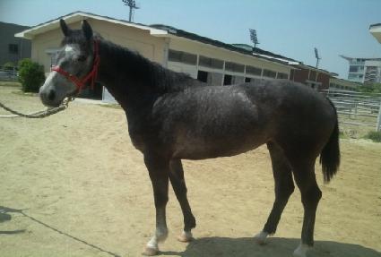 �ϸ����� ����