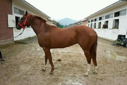 ����Ʈ���� ����