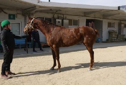 �����ѿ�ȥ ����