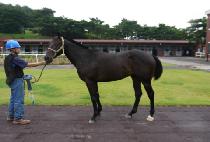 ����ǳ (GEUMTAEPUNG) ����