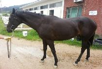 ������� (VIVA PICO) ����