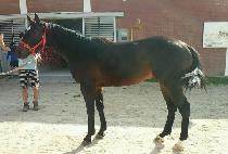 ����õ�� (PANGPANG CHEONHA) ����