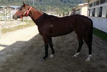 ���Ͽ�����Ʈ (MACH EXCELLENT) ����