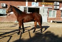 �������� (BLACK DAY) ����