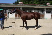 �տ��� (SONOGONG) ����