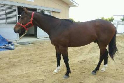 Ȳ�ݺ����� ����