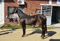 ��ũ�������� (SECRET MAUI) ����