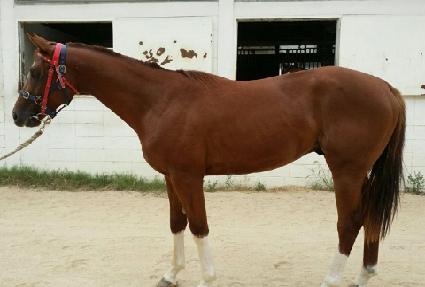 Ȳ�ݺ�è�Ǿ� ����