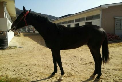 û�����屺 ����