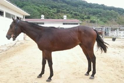 ��ȣ�帲 ����