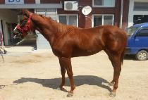 �����帲 (YUSEONG DREAM) ����