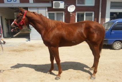 �����帲 ����