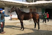 ���̴�Ʈ���� (SHINING TRY) ����