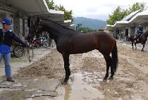 ���԰��� (JEOMIPGASOK) ����