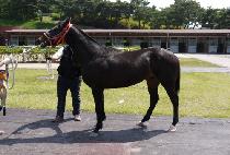 ���Ǵ� (SPEEDER) ����