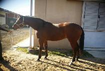 ����Ƽ�ø� (FORTISSIMO) ����