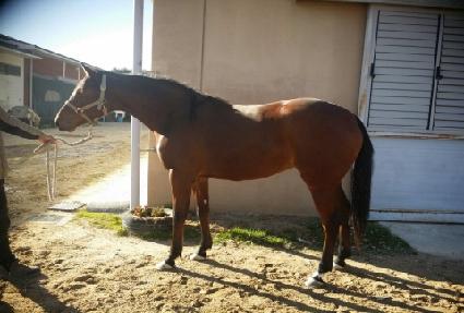 ����Ƽ�ø� ����