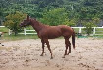 �������׷�� (INTO THE GROOVE) ����