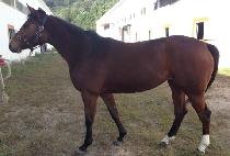 CHEONGCHUN YEOLCHA picture