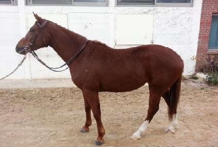 ������Ʈ�� ����