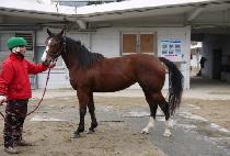 Ȳ���Ǻ� (HWANGGEUMUI BIT) ����