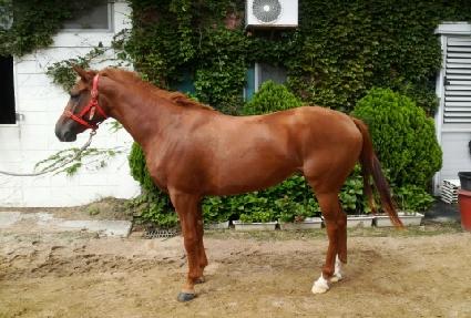 ��ȣõ�� ����