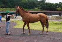 ���̽�Ʈ (SUN EAST) ����