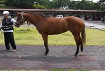 ���ϵ��� (WILD QUEEN) ����