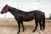 SARATO MYEONGUN picture