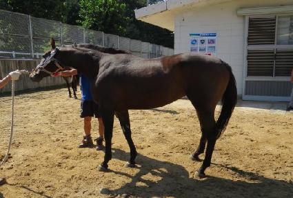 ���÷��� ����