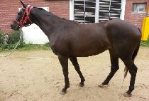 ����� (ROSE NOW) ����