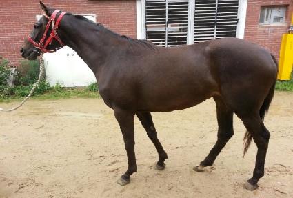 ����� ����