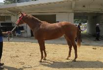 ���Ϸ��� (VEIL LEDER) ����